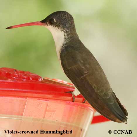 Birds of North America