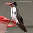 Violet-crowned Hummingbird range map