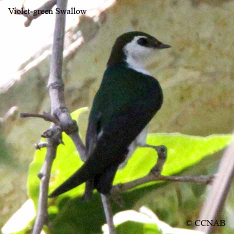 Violet-green Swallow