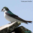 Violet-green Swallow