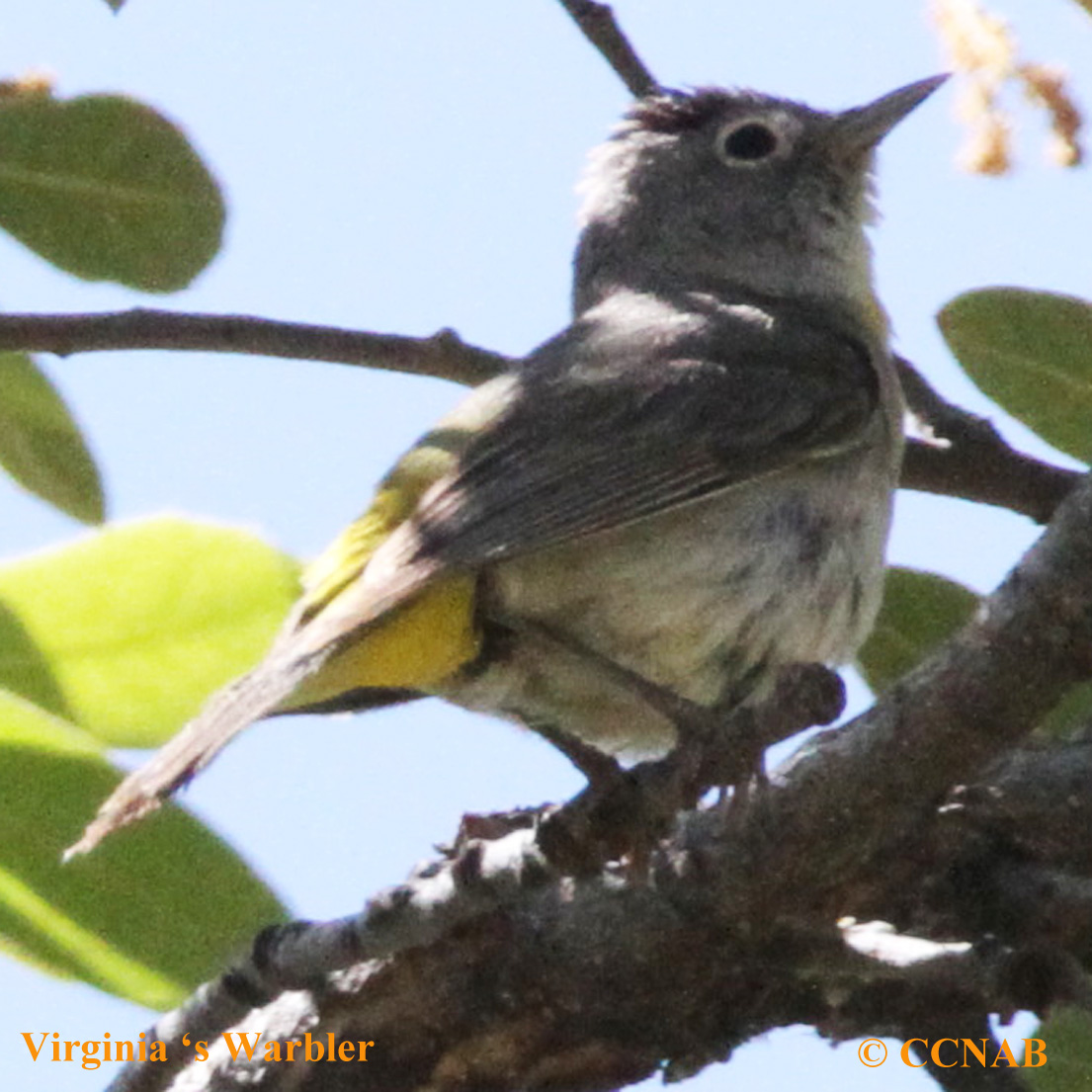 Virginia's Warbler