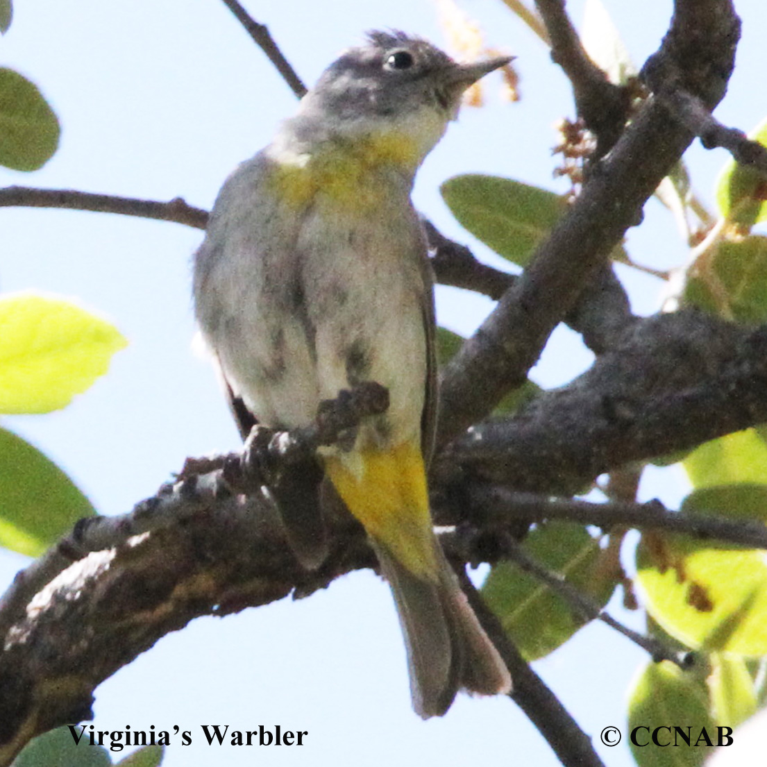 Virginia's Warbler