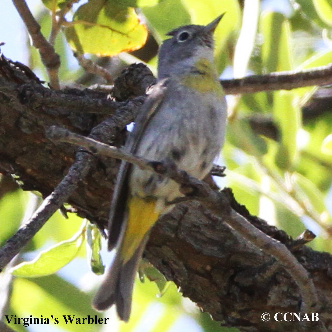 Virginia's Warbler