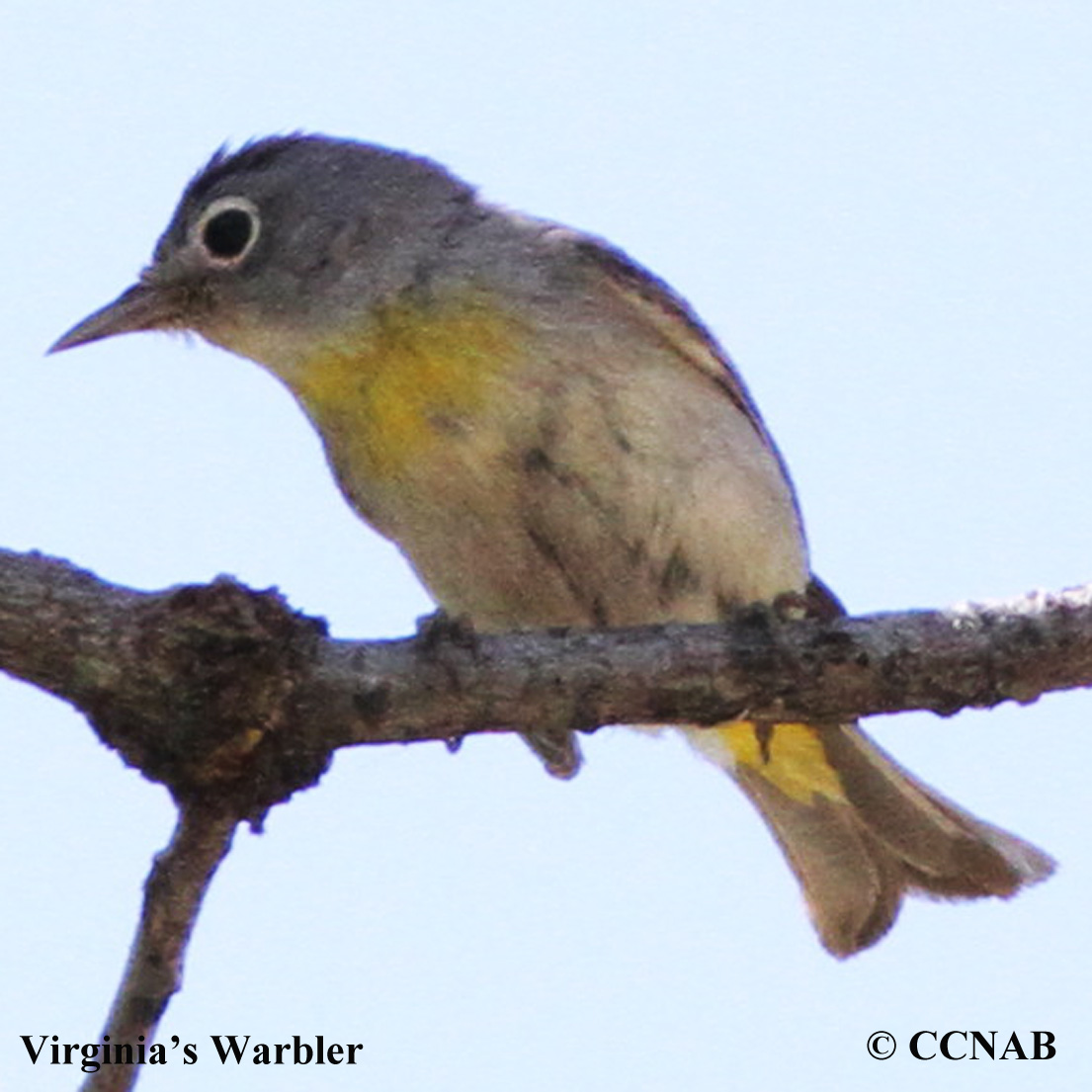 Virginia's Warbler