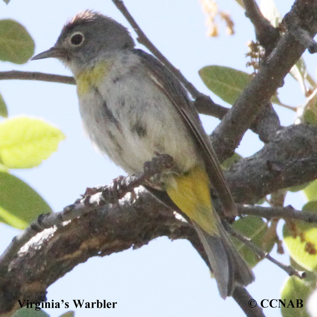 Birds of North America