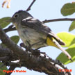 Virginia's Warbler range map