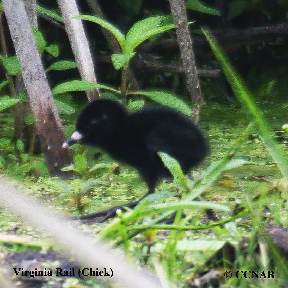 Virginia Rail