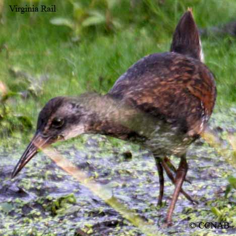 Virginia Rail