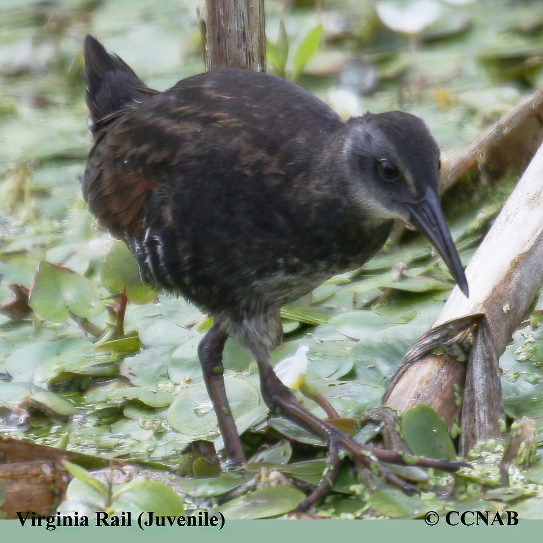 Virginia Rail