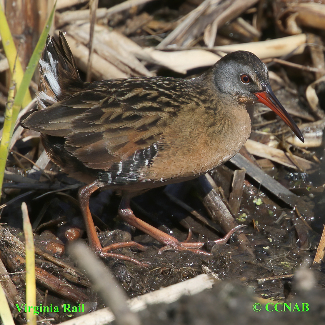 Birds of North America