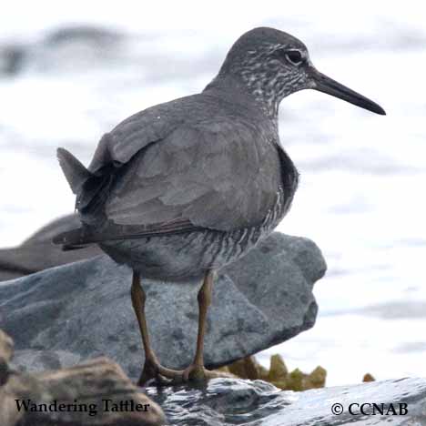 Wandering Tattler