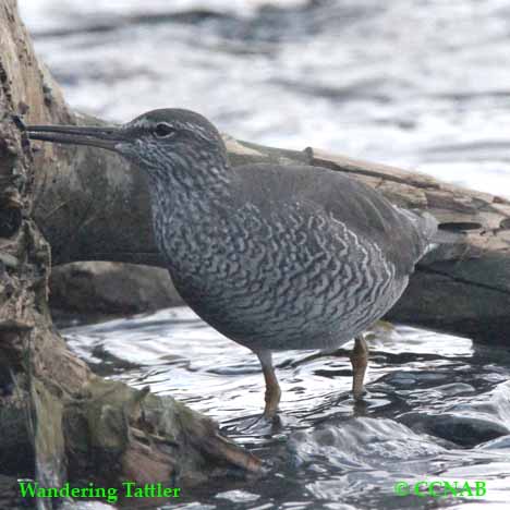 Wandering Tattler