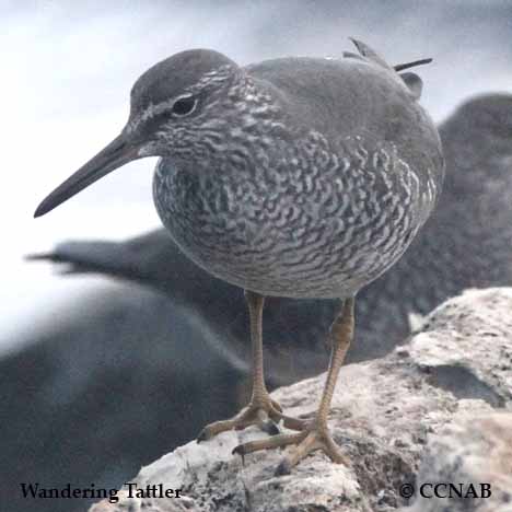 Wandering Tattler