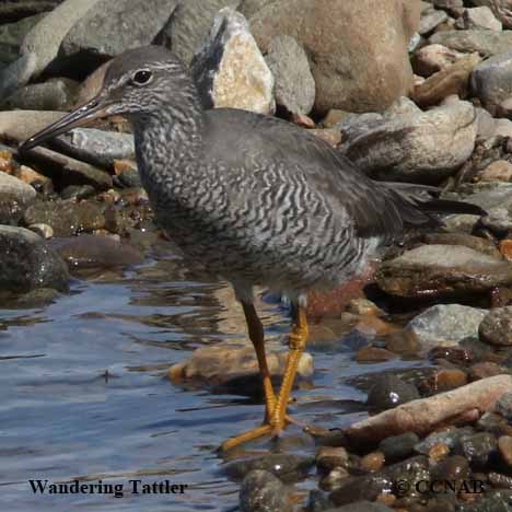 Wandering Tattler