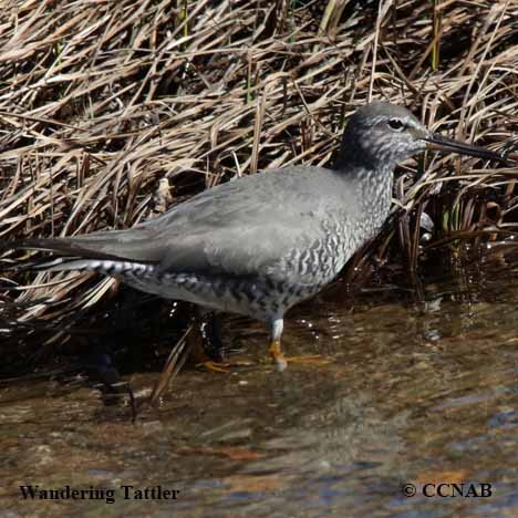 Wandering Tattler