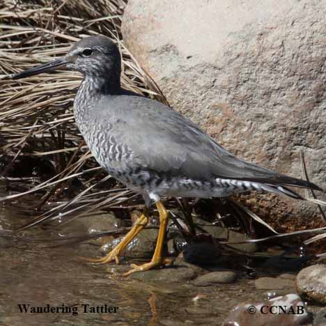 Birds of North America