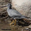 Wandering Tattler range map