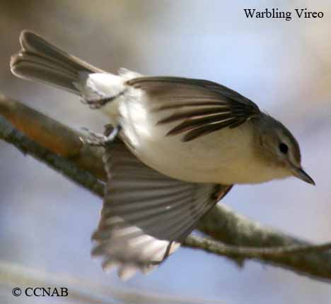 Warbling Vireo