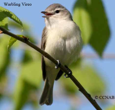 Warbling Vireo