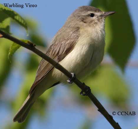 Warbling Vireo