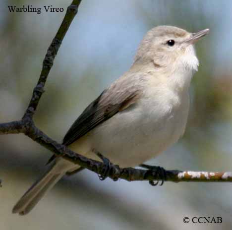 Warbling Vireo