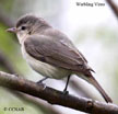 Warbling Vireo range map