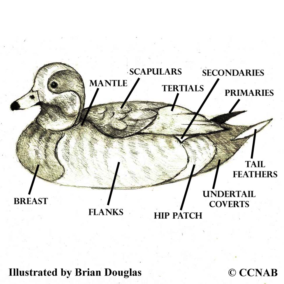 Waterfowl body names