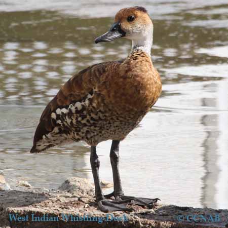 West Indian Whistling-Duck