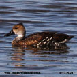 West Indian Whistling-Duck range map