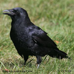 American Crow (Western)