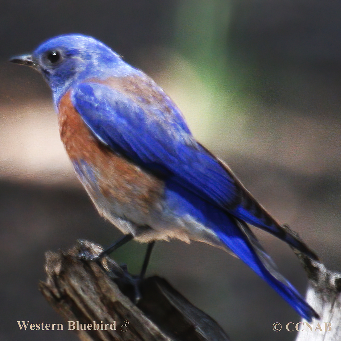 Western Bluebird