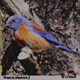 Western Bluebird range map