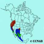 Western Bluebird range map