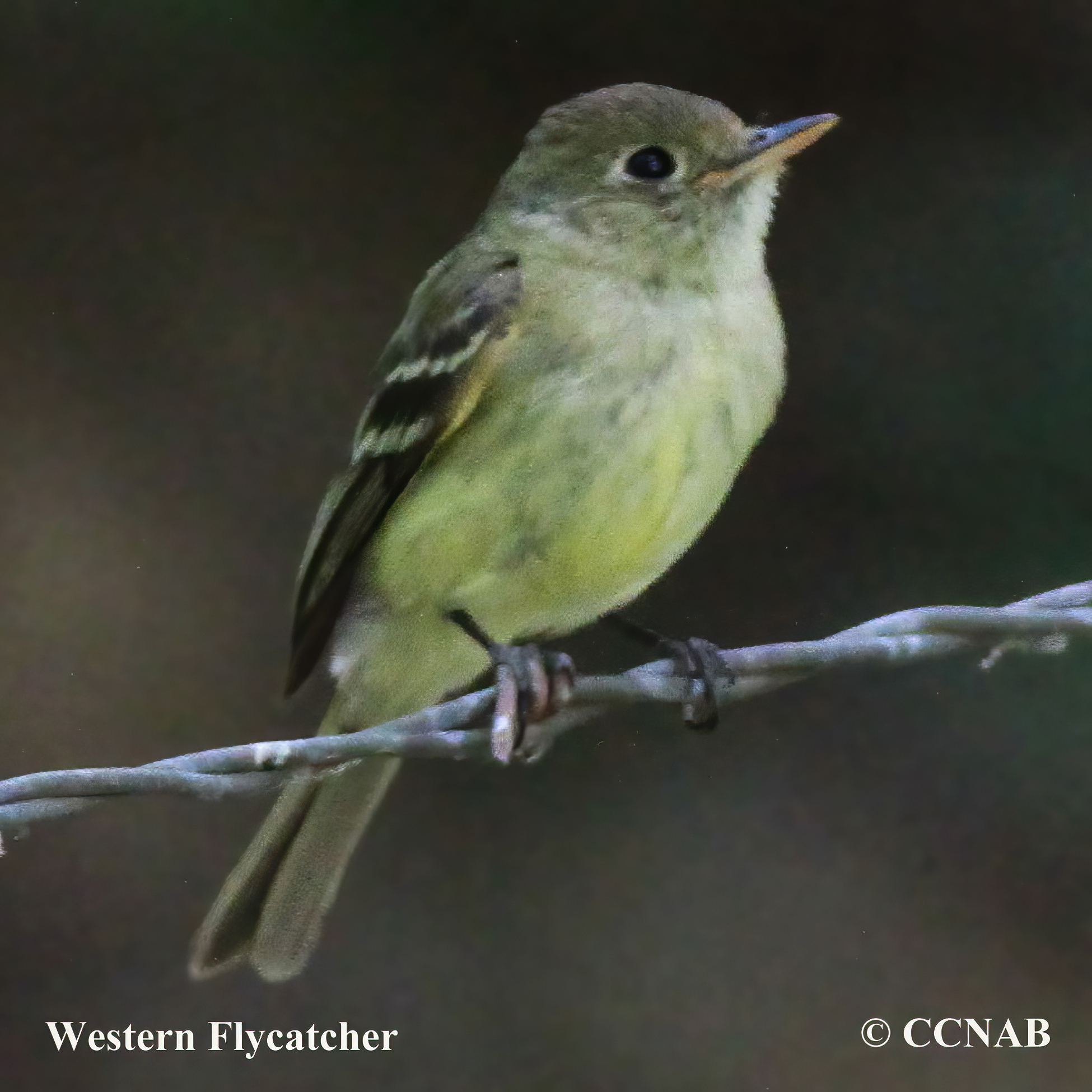 Western Flycatcher