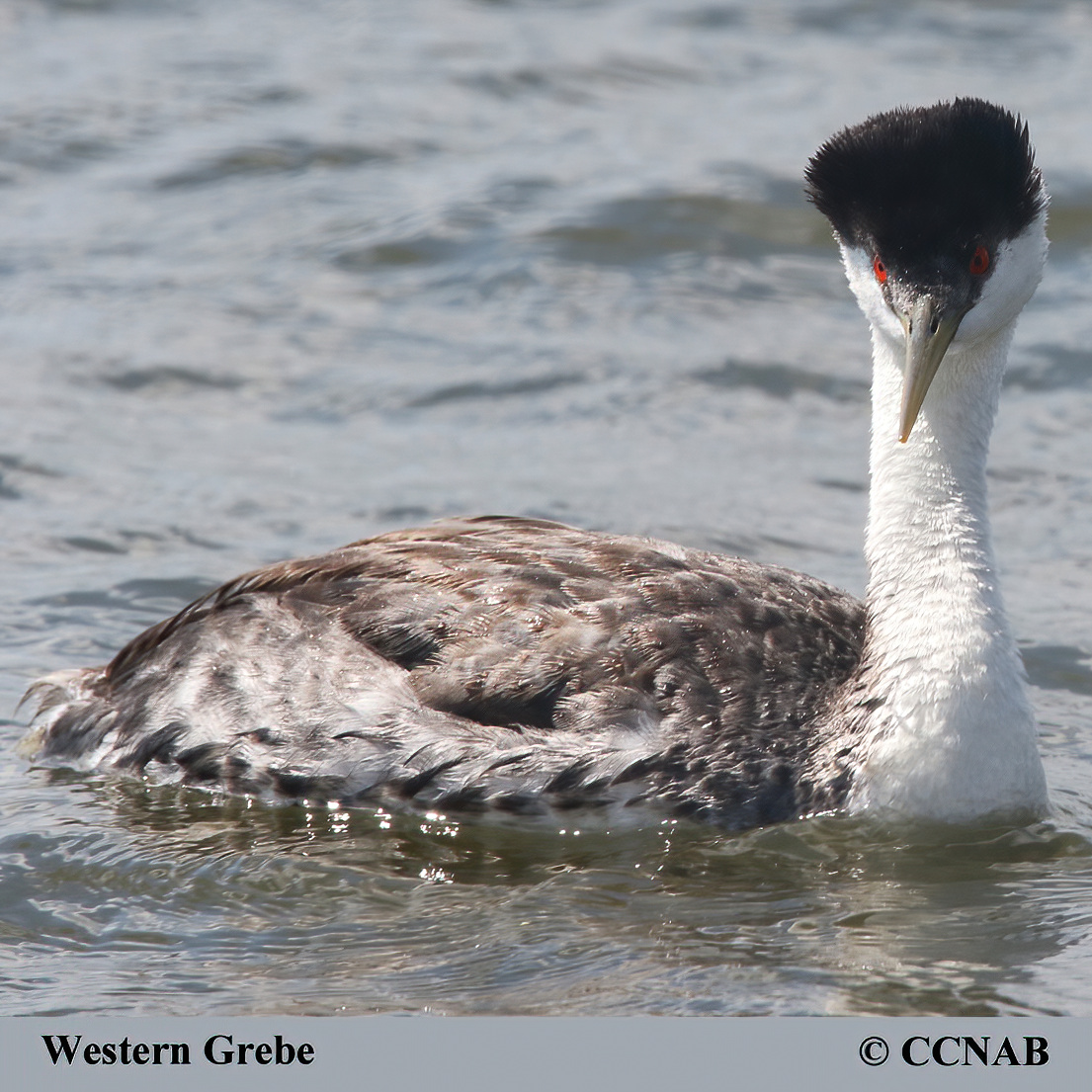 Western Grebe