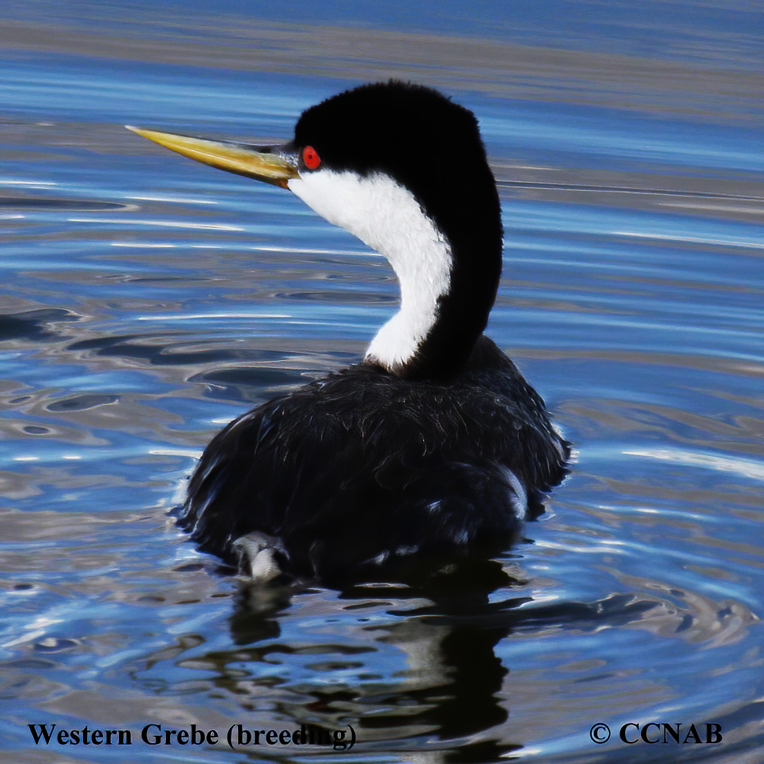 Western Grebe