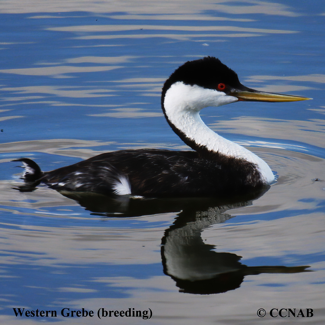 Western Grebe