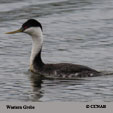 Western Grebe range map