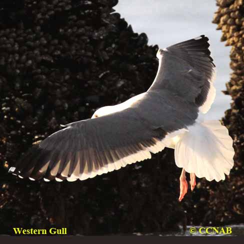 Western Gull