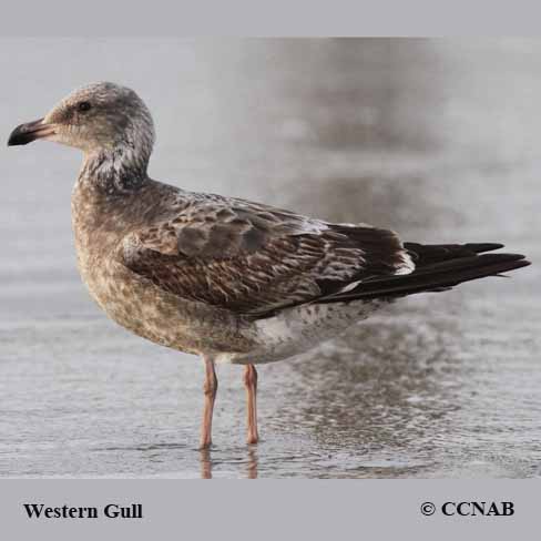 Western Gull