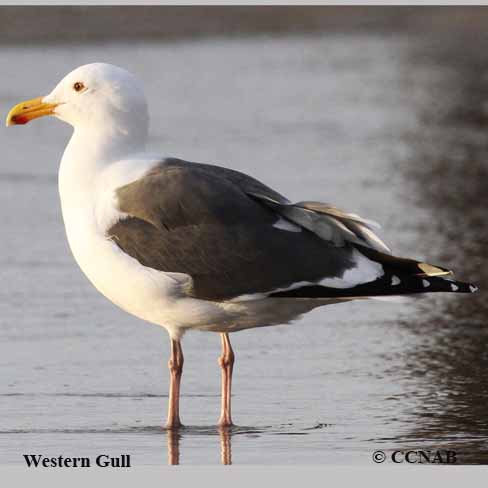 Birds of North America