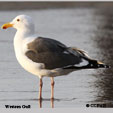 Western Gull range map