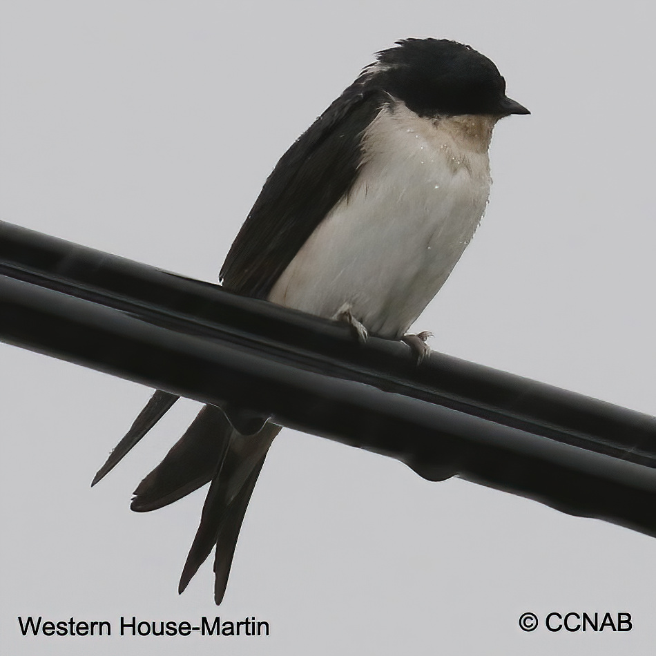 Birds of North America