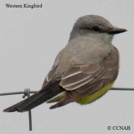 Western Kingbird