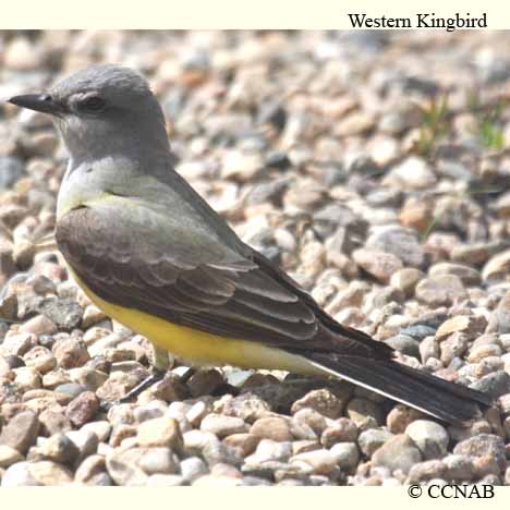 Western Kingbird