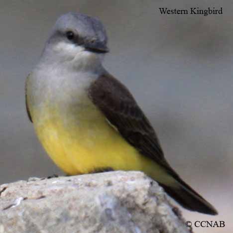 Western Kingbird