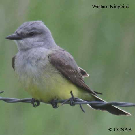 Western Kingbird