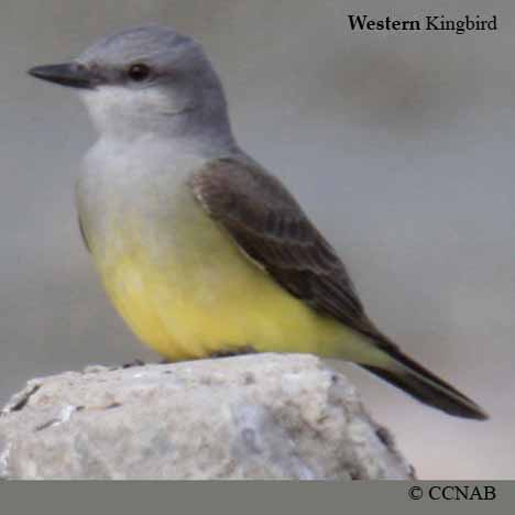 Western Kingbird