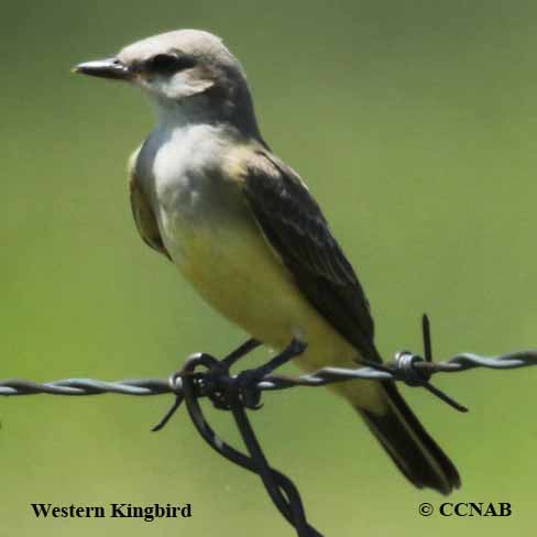 Western Kingbird