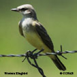 Western Kingbird range map